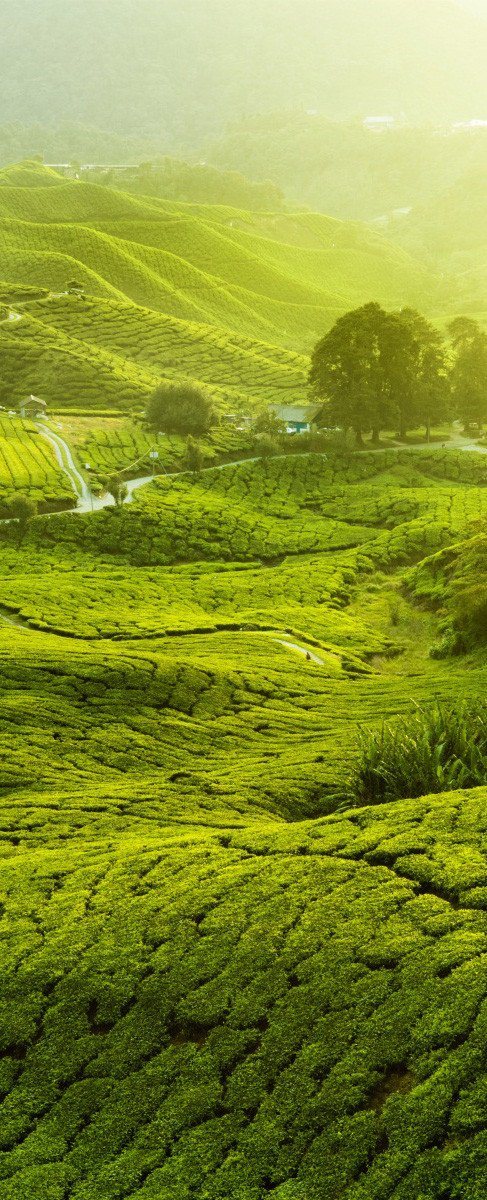 3D green tea mountains 02 door mural Wallpaper AJ Wallpaper