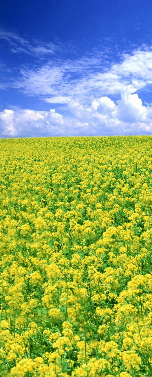 3D yellow rape field door mural Wallpaper AJ Wallpaper