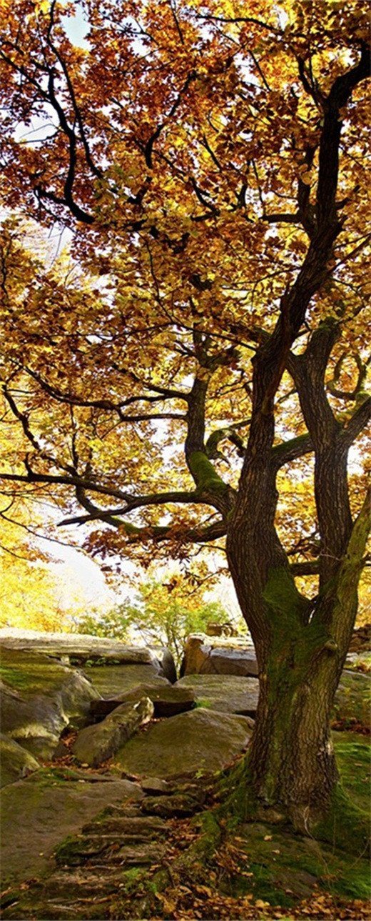 3D autumn leaves door mural Wallpaper AJ Wallpaper