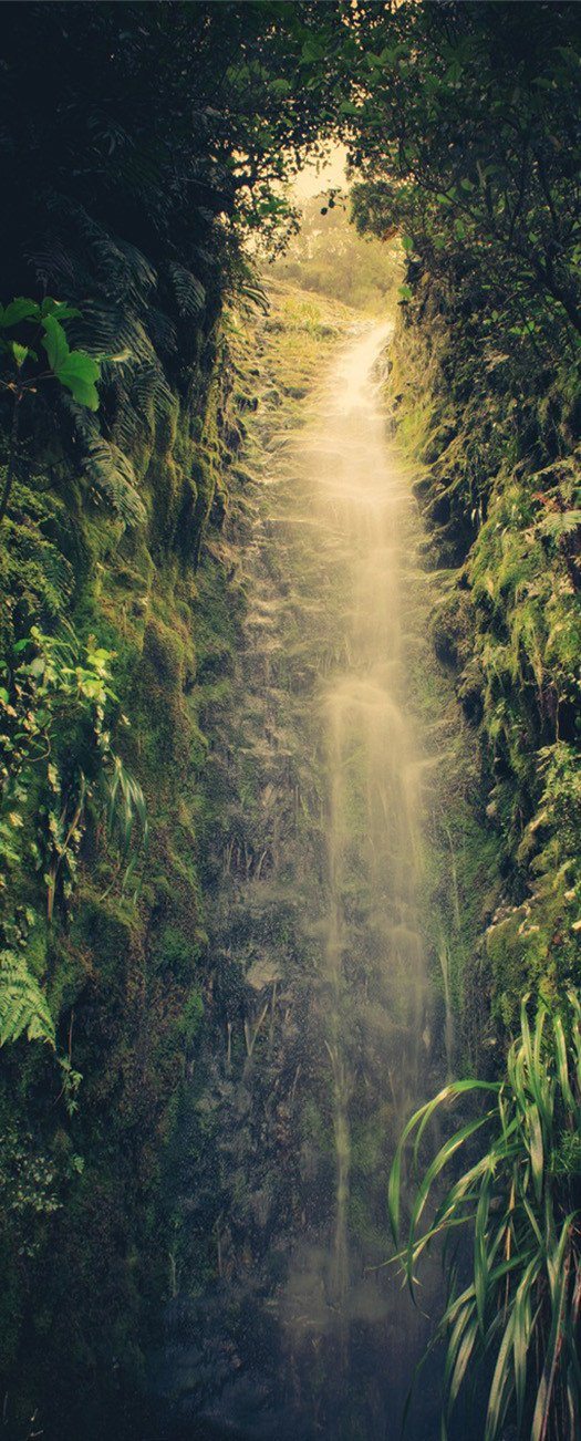 3D light in the jungle door mural Wallpaper AJ Wallpaper