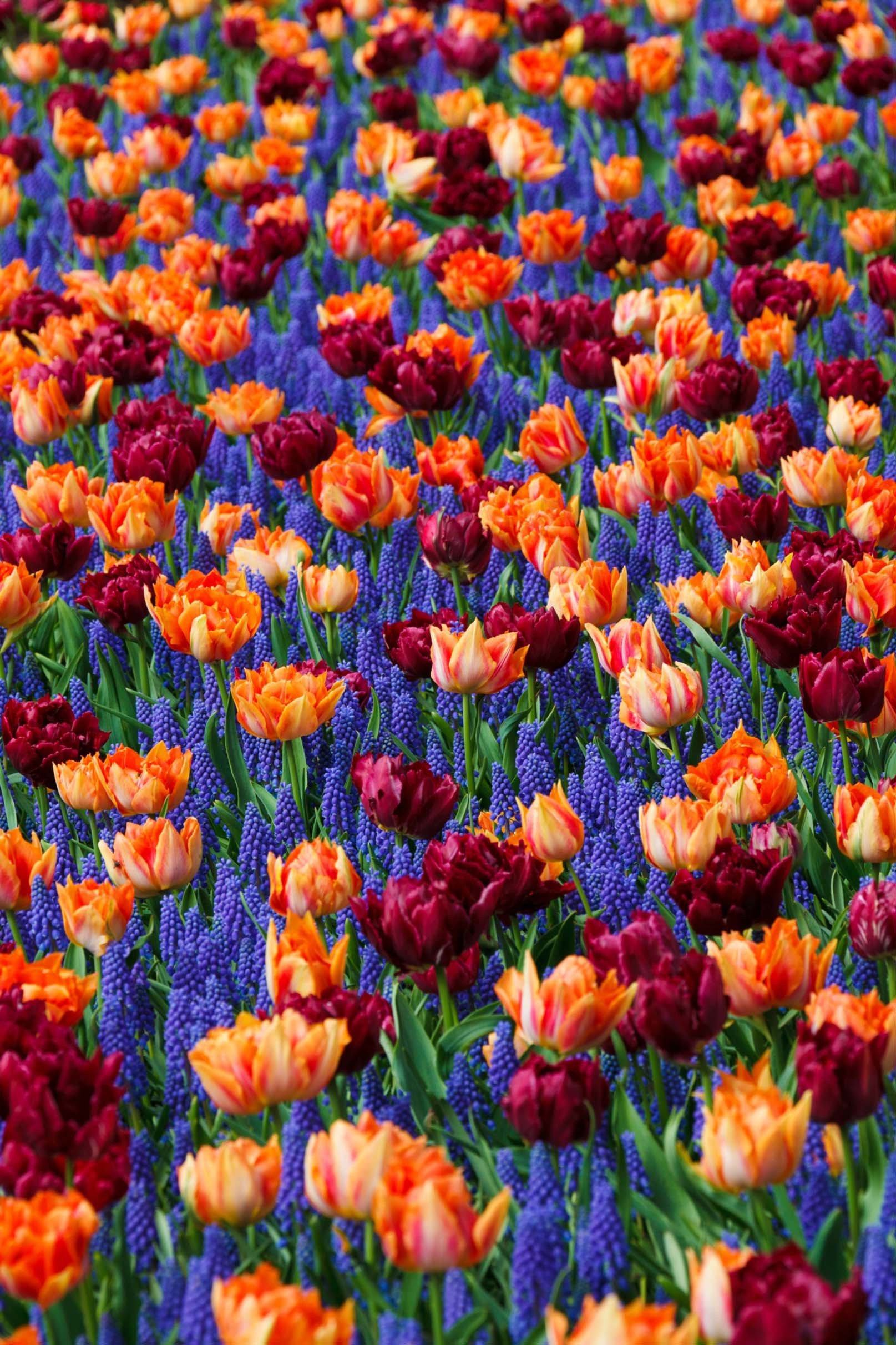 3D Colorful Flowers 755 Stair Risers Wallpaper AJ Wallpaper