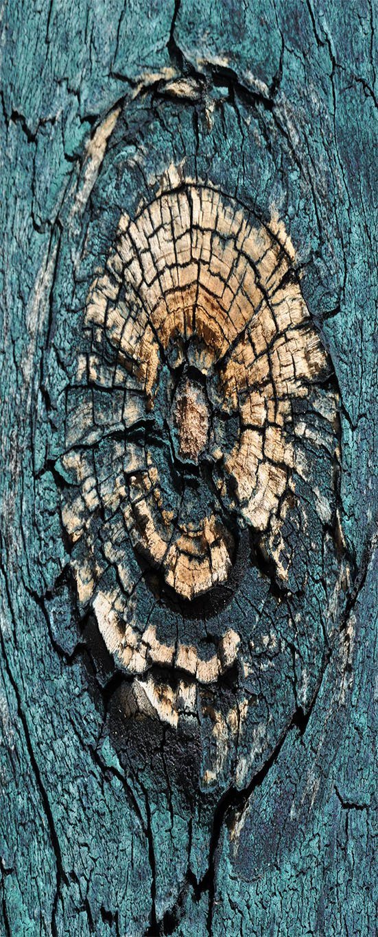 3D arboretum stump annual ring painting door mural Wallpaper AJ Wallpaper