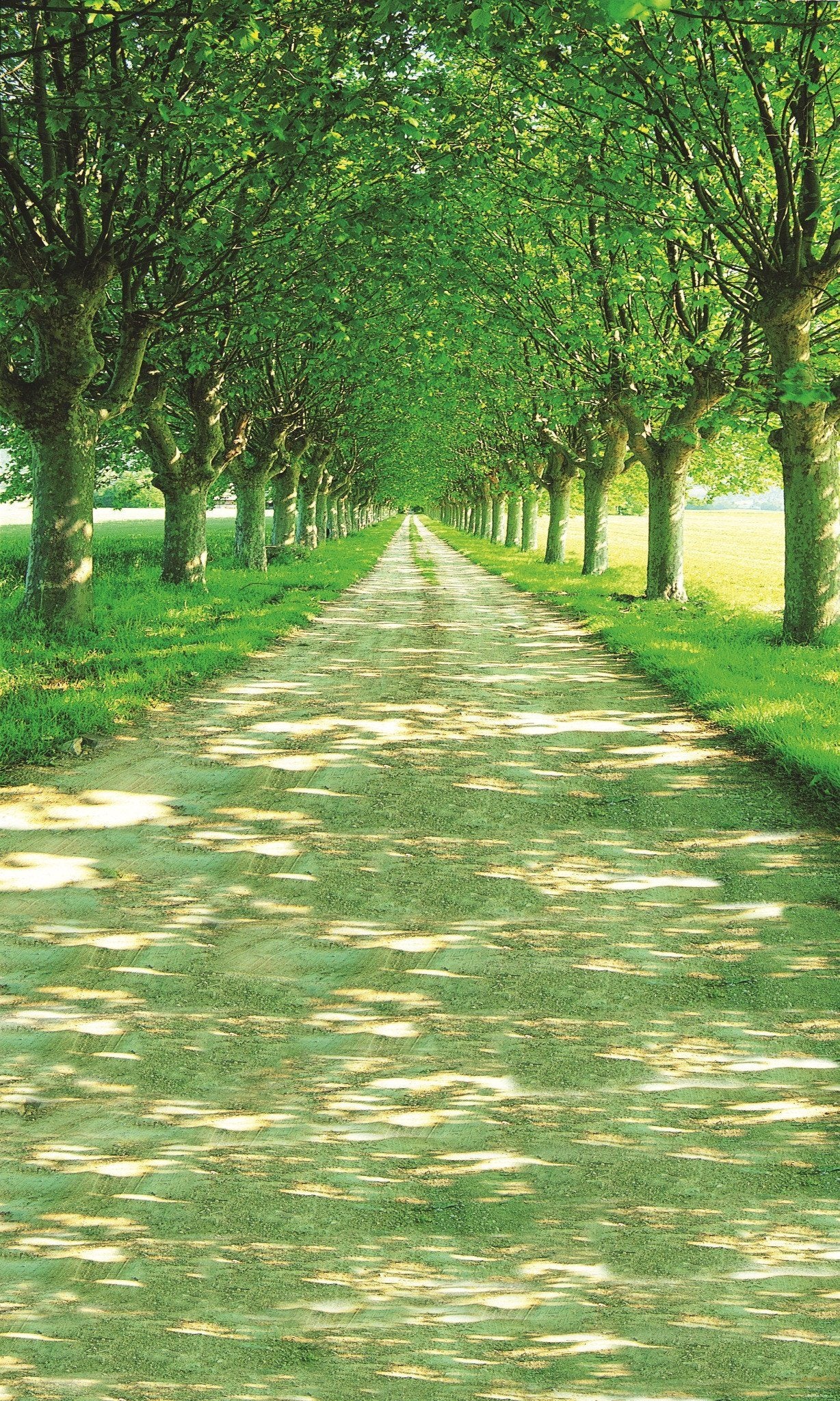 3D street grassland green trees door mural Wallpaper AJ Wallpaper