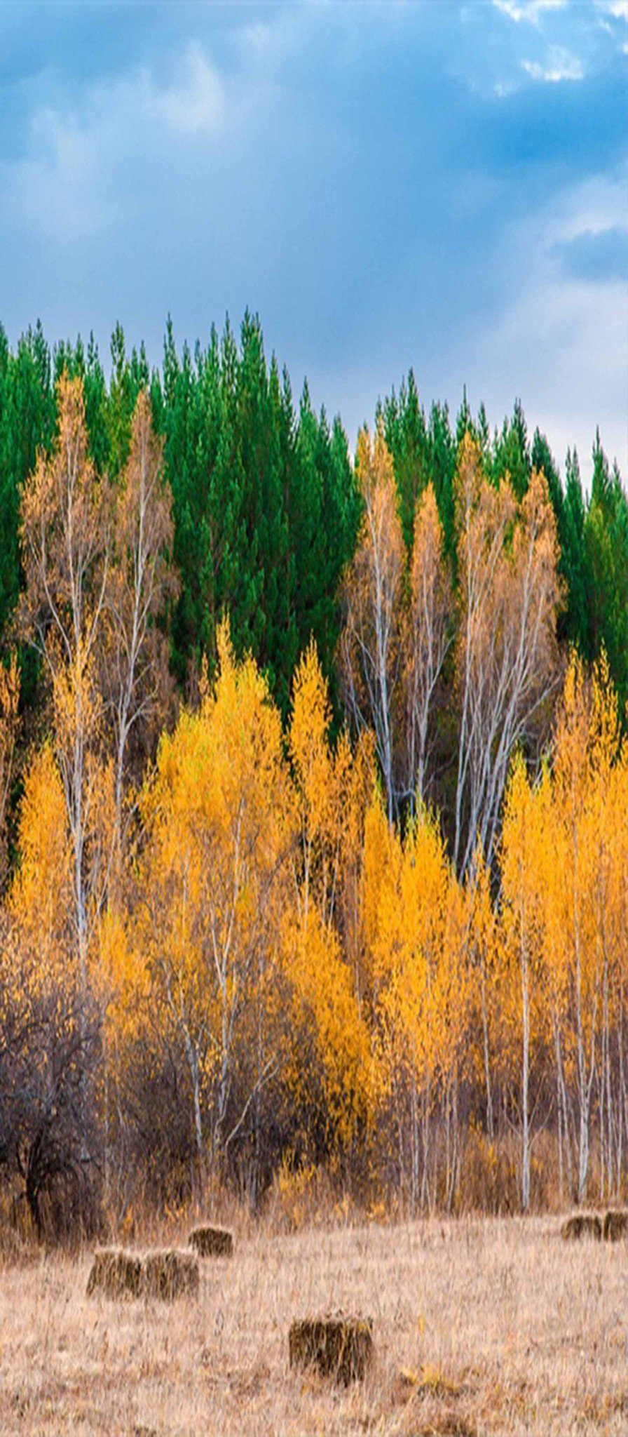 3D Colorful Trees 52 Door Mural Wallpaper AJ Wallpaper