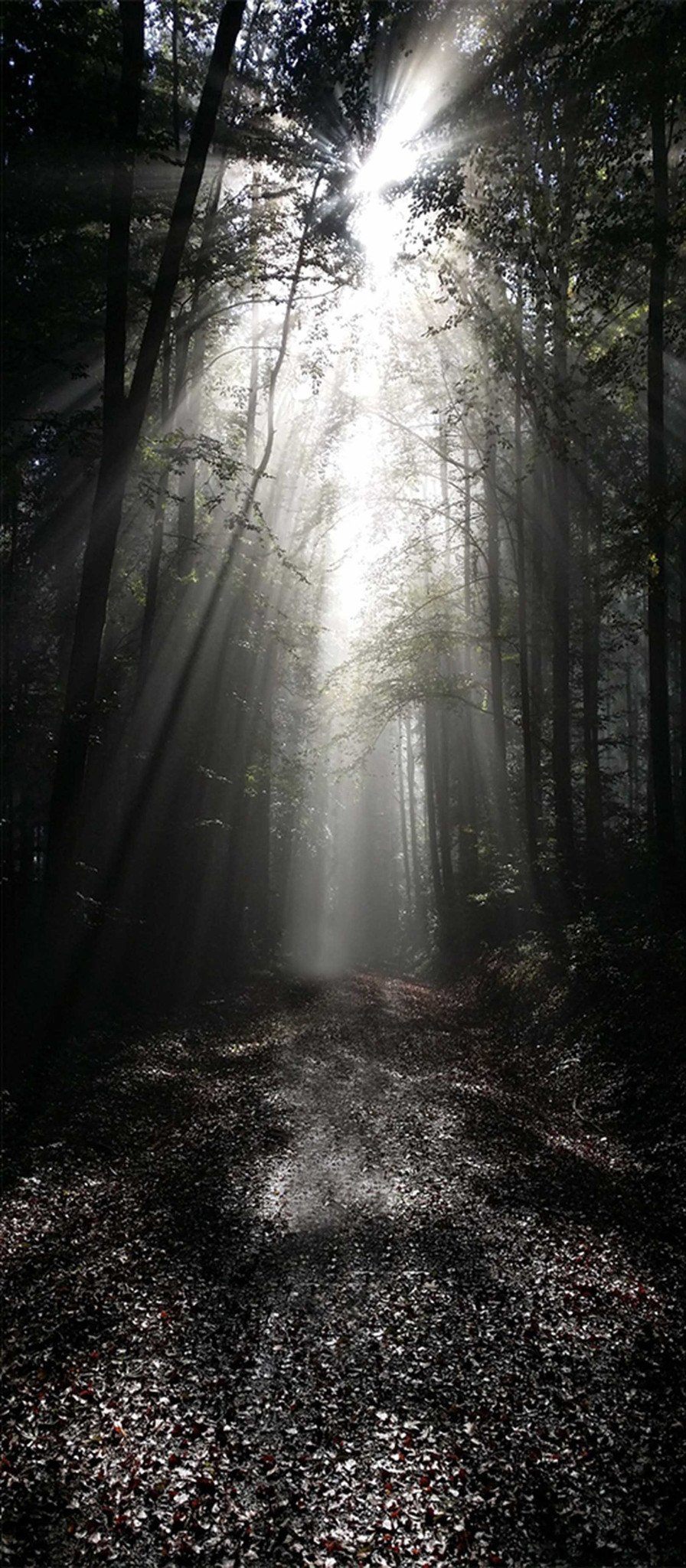 3D Forest Road Sunshine 30 Door Mural Wallpaper AJ Wallpaper