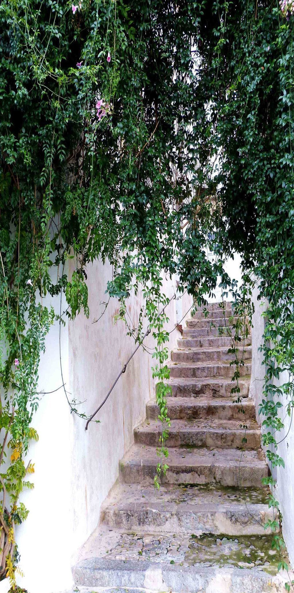 3D Stairway Green Vine 27 Door Mural Wallpaper AJ Wallpaper