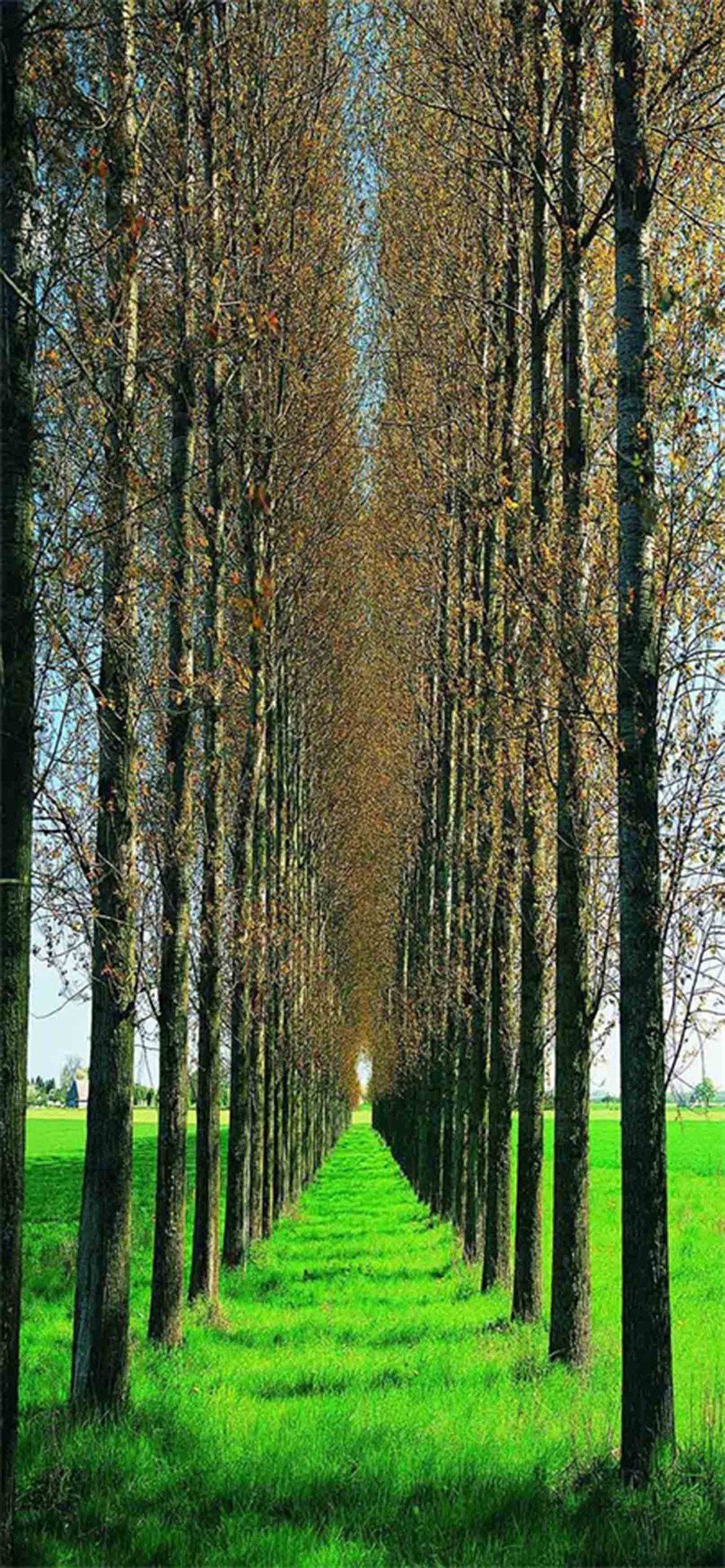 3D Grassland Tree Rows 03 Door Mural Wallpaper AJ Wallpaper