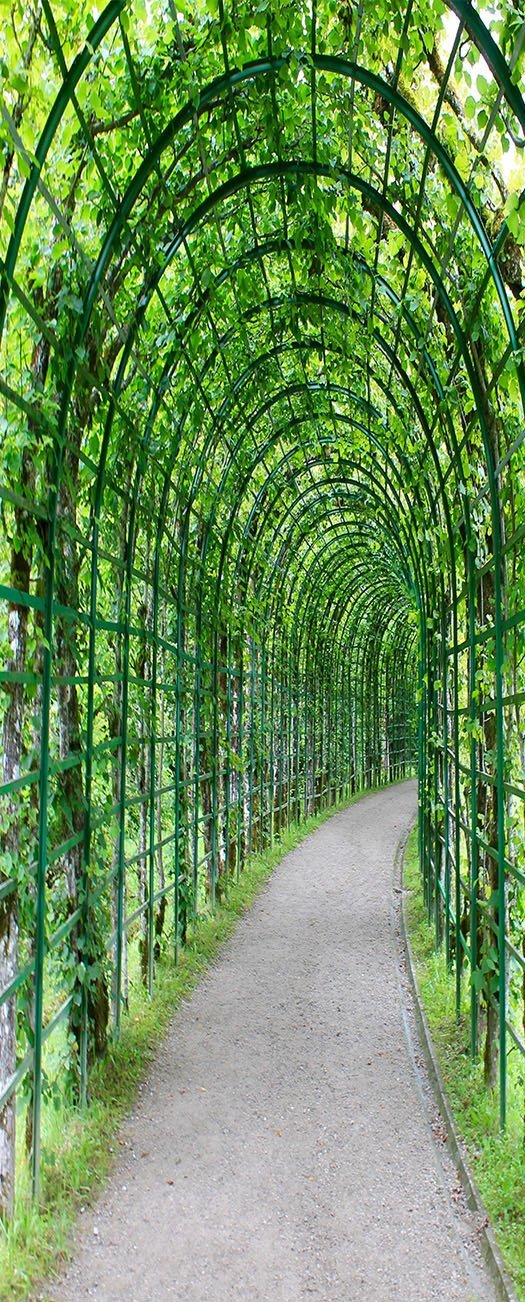 3D vines around the arch door mural Wallpaper AJ Wallpaper