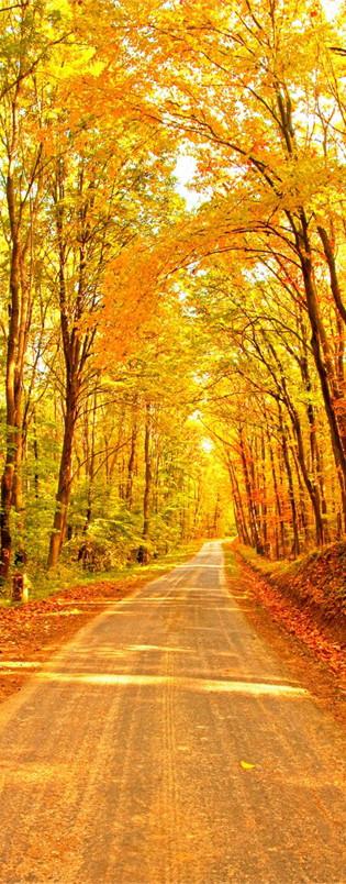 3D yellow tree leaf street door mural Wallpaper AJ Wallpaper