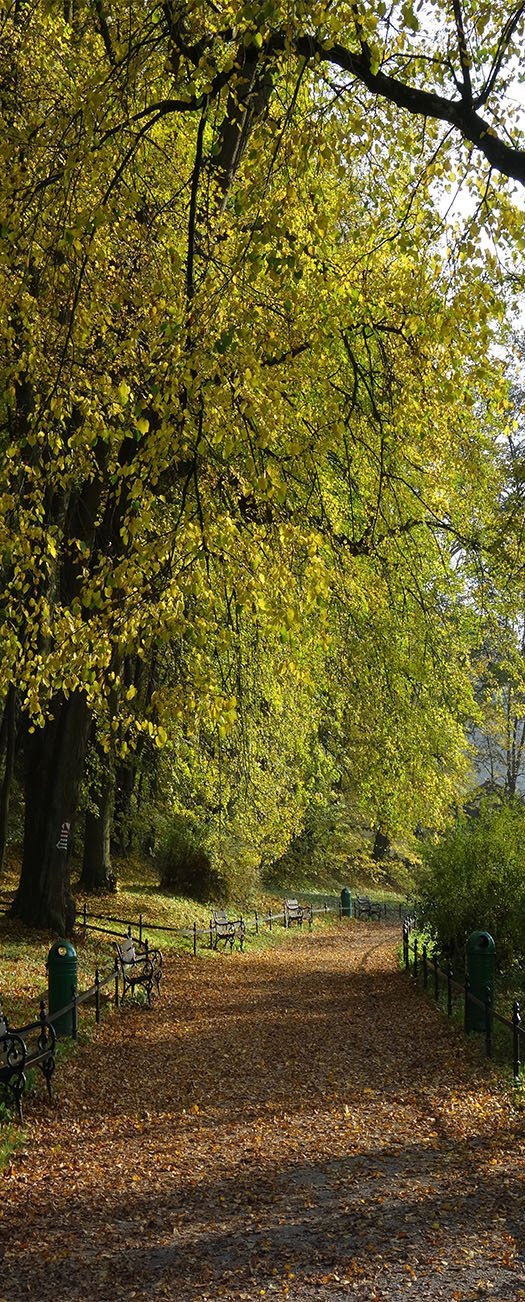 3D trees in spring door mural Wallpaper AJ Wallpaper