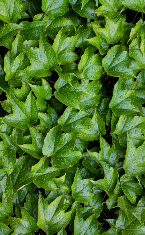 3D Green Leaves Floor Mural Wallpaper AJ Wallpaper 2