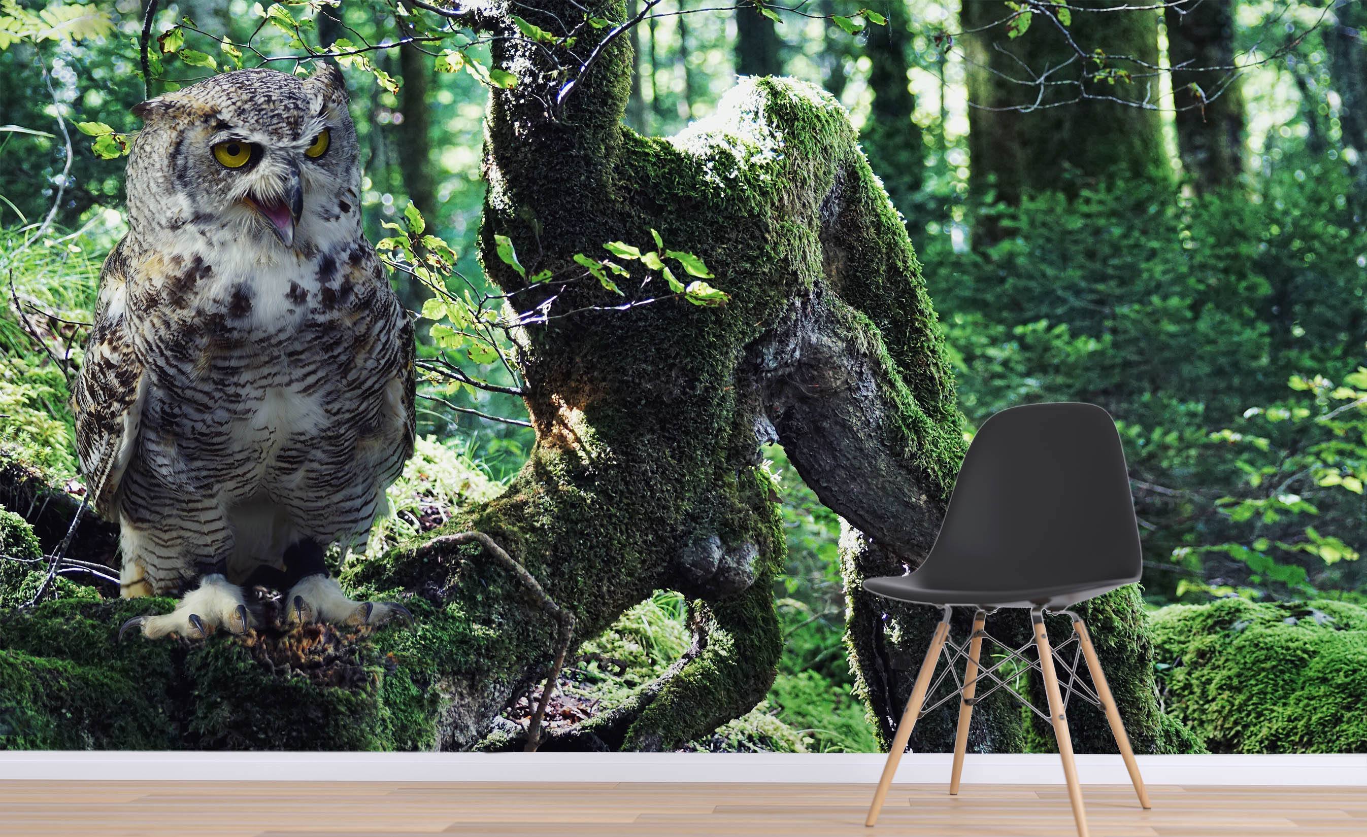 3D Forest Owl 217 Wallpaper AJ Wallpaper