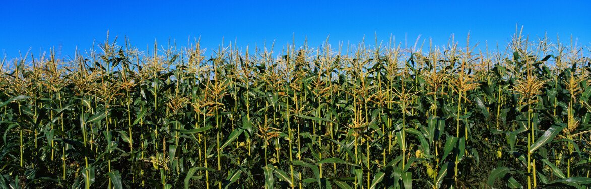 Cornfield Wallpaper AJ Wallpaper
