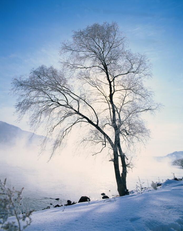 Snow White Tree Wallpaper AJ Wallpaper