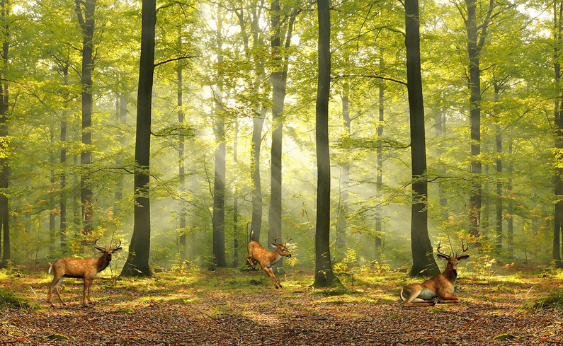 Forest Freely Elks Wallpaper AJ Wallpaper 2