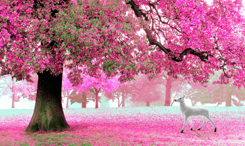 Beautiful Blooming Trees Wallpaper AJ Wallpaper