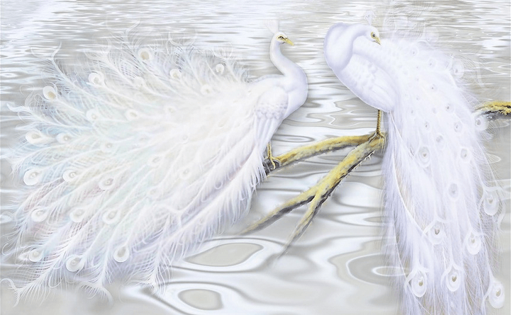 Beautiful White Peacocks Wallpaper AJ Wallpaper