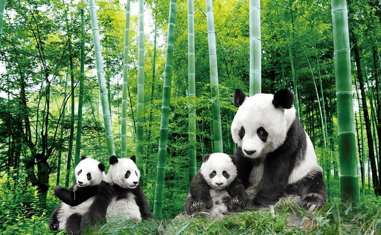 Bamboo Forest Pandas Wallpaper AJ Wallpaper 2