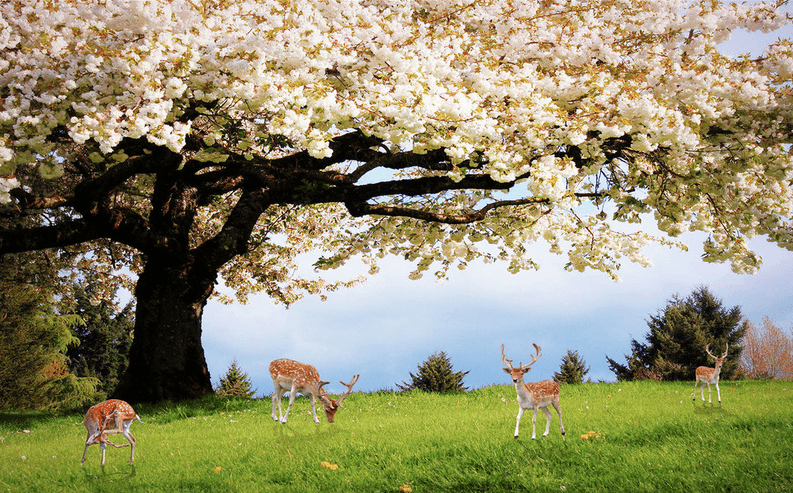 Lawn Elks Wallpaper AJ Wallpaper
