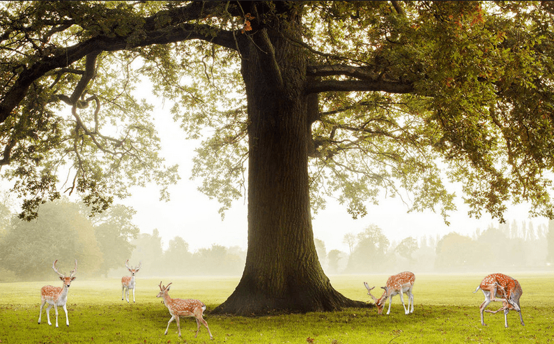 Under Tree Elks Wallpaper AJ Wallpaper
