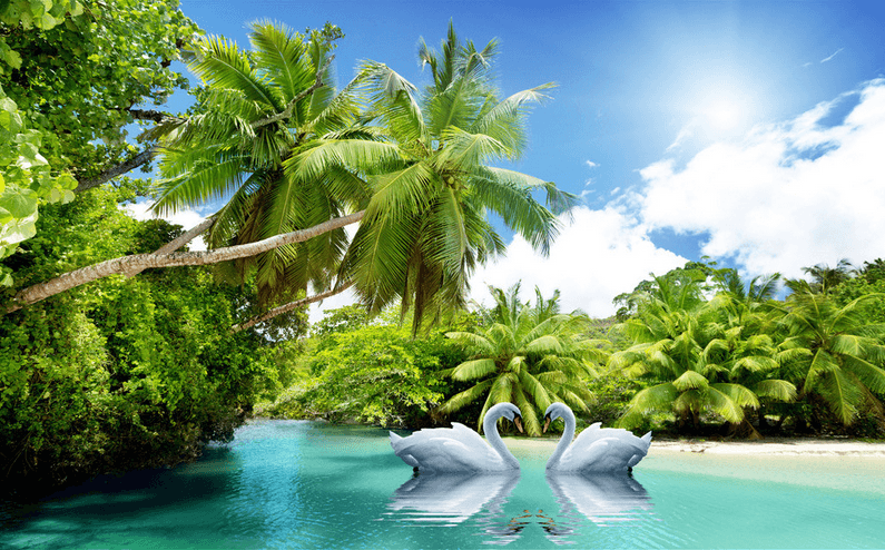 Coconut Forest Wallpaper AJ Wallpaper