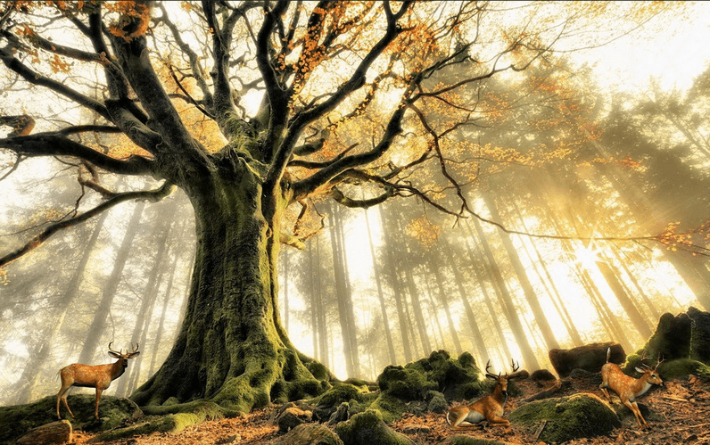 Under Tree Rest Elks Wallpaper AJ Wallpaper
