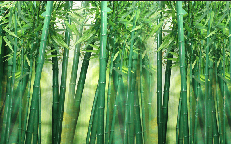 Green Bamboo Forest Wallpaper AJ Wallpaper