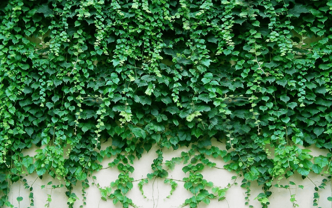 Green Ivies Wallpaper AJ Wallpaper