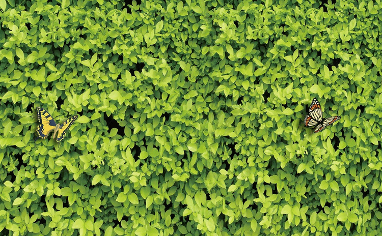 Green Plants And Butterflies Wallpaper AJ Wallpaper