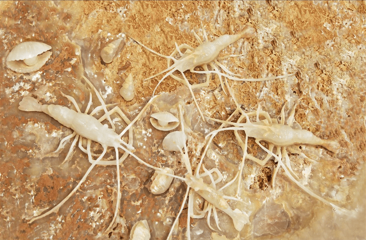 Shellfish Wallpaper AJ Wallpaper