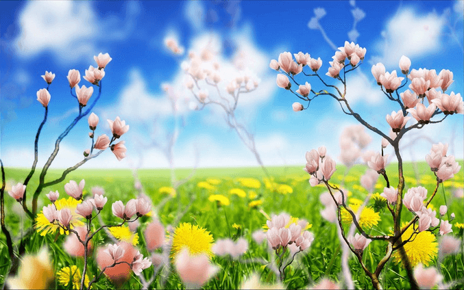 Various Color Blossoms Wallpaper AJ Wallpaper