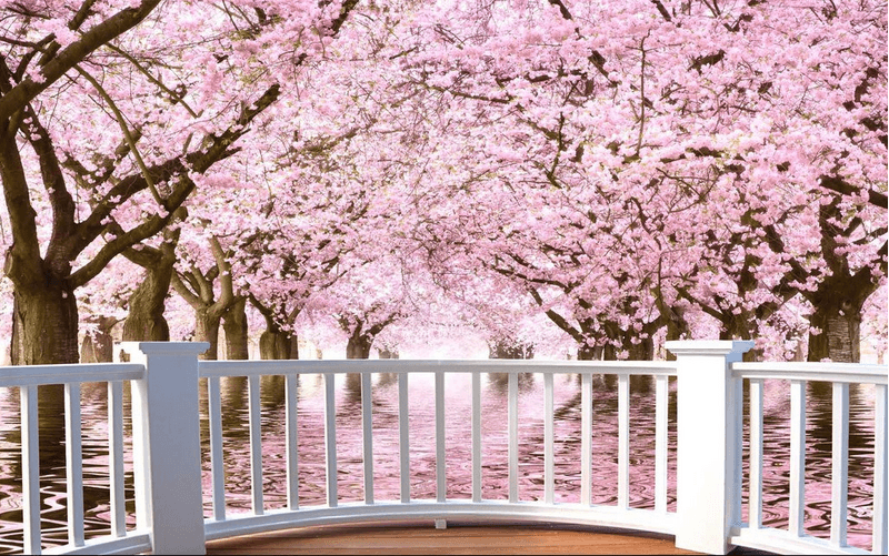 Open-Air Balcony Blooming Trees Wallpaper AJ Wallpaper
