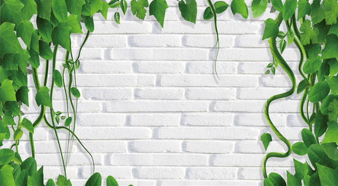 Fresh Green Vines Wallpaper AJ Wallpaper