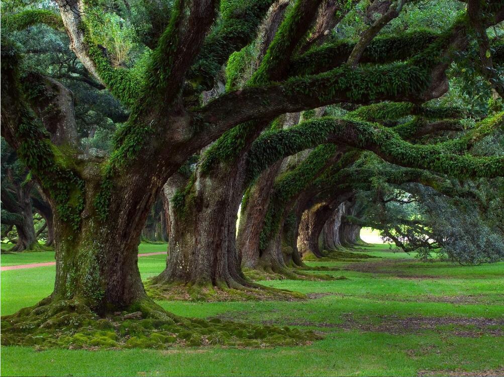 3D Big Trees Rattan 100 Garage Door Mural Wallpaper AJ Wallpaper