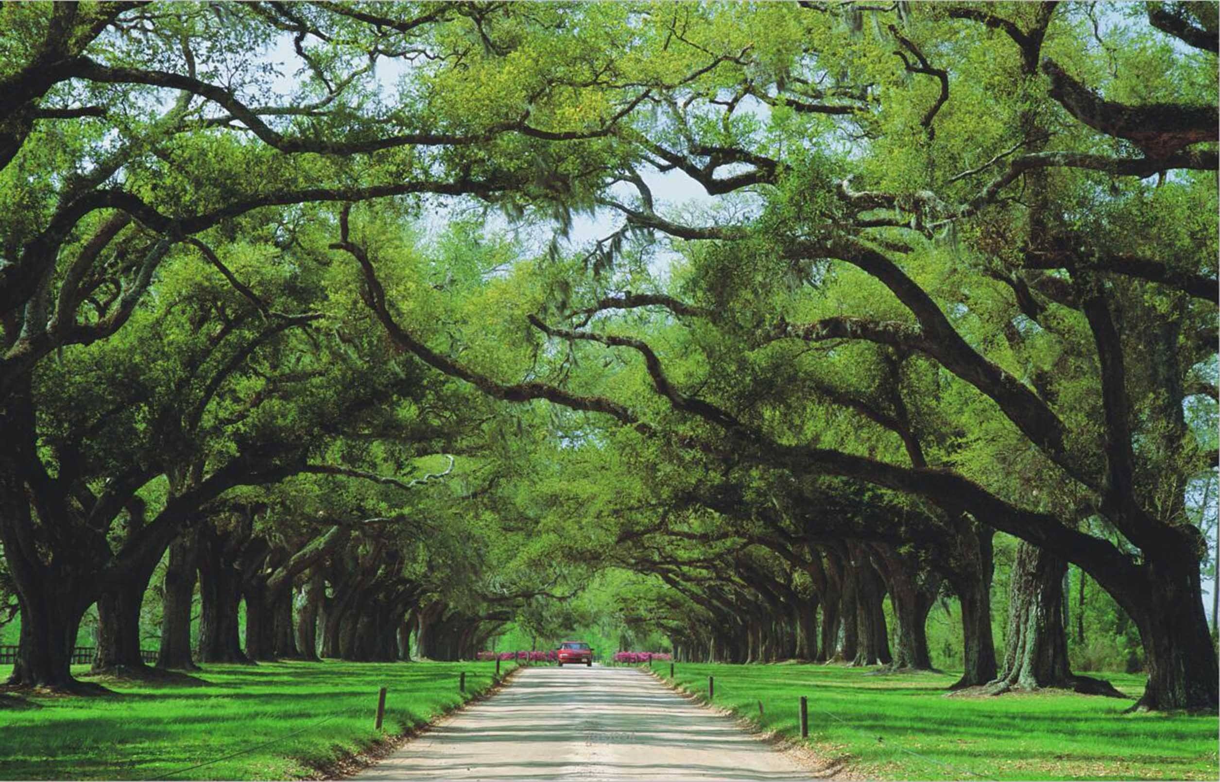 3D Roadside Lush Trees 84 Garage Door Mural Wallpaper AJ Wallpaper