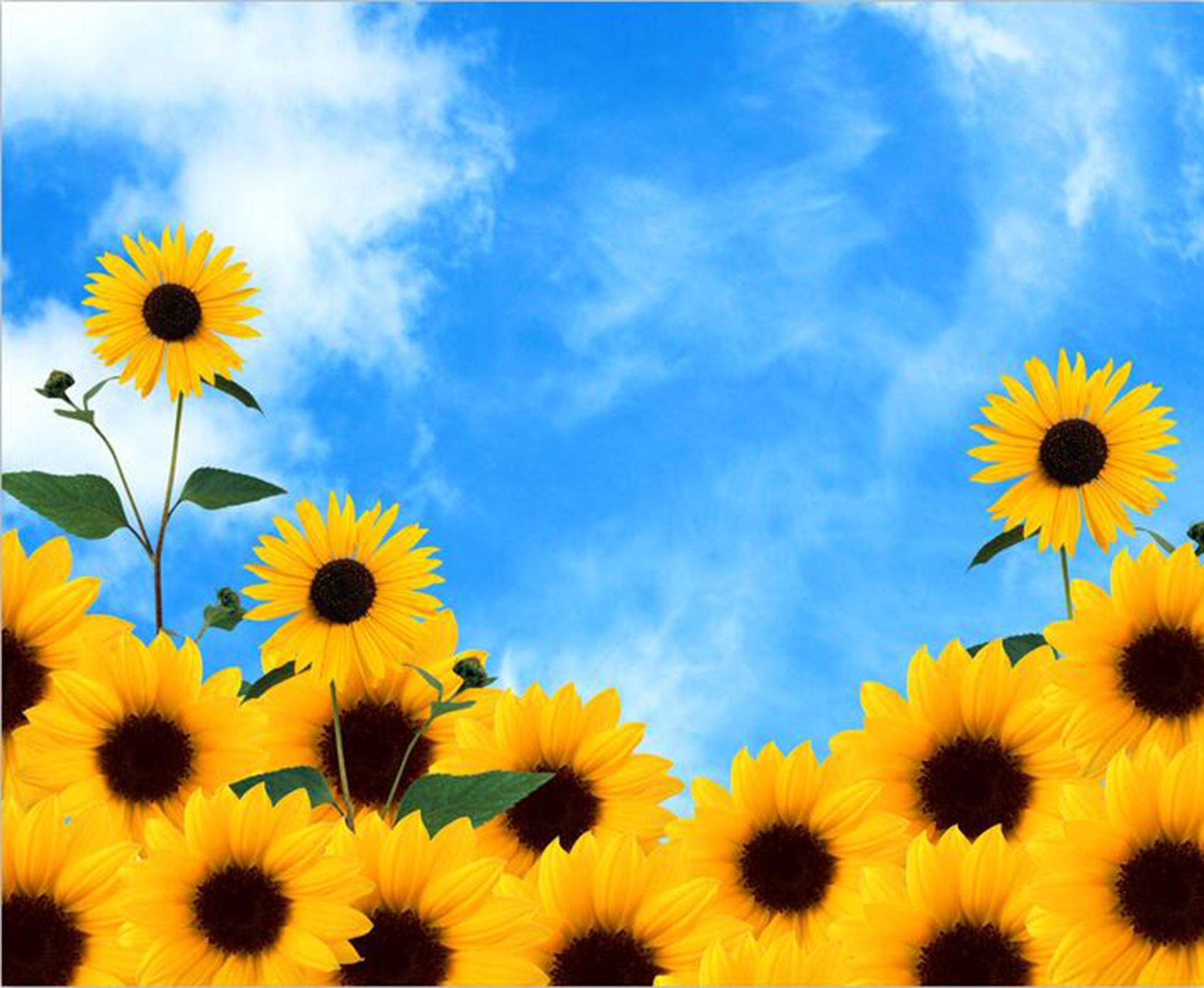 Flowers And Blue Sky Wallpaper AJ Wallpaper