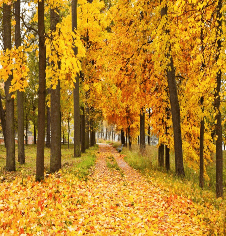 3D Pretty Orange Trees 1062 Curtains Drapes Wallpaper AJ Wallpaper