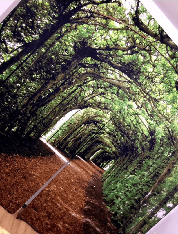 3D Trees Corridor 1150 Curtains Drapes Wallpaper AJ Wallpaper