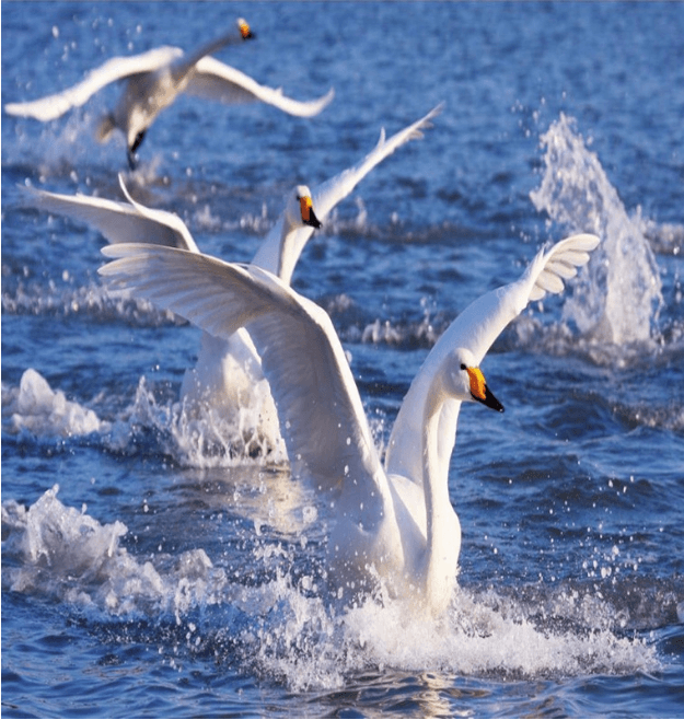 3D Sea White Swans 1137 Curtains Drapes Wallpaper AJ Wallpaper