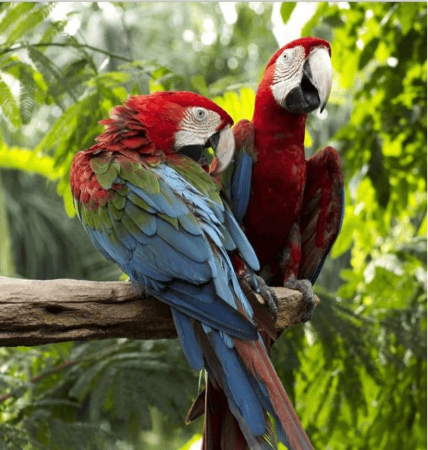 3D Forest Color Birds 1131 Curtains Drapes Wallpaper AJ Wallpaper