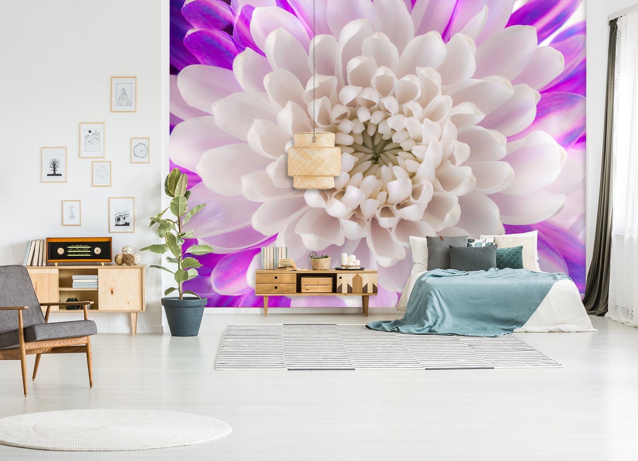 3D White Chrysanthemum 1421 Assaf Frank Wall Mural Wall Murals Wallpaper AJ Wallpaper 2