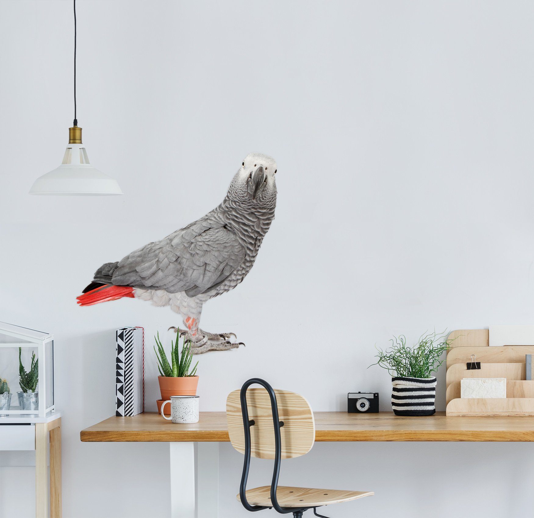 3D Bird Turning Head 165 Animals Wall Stickers Wallpaper AJ Wallpaper