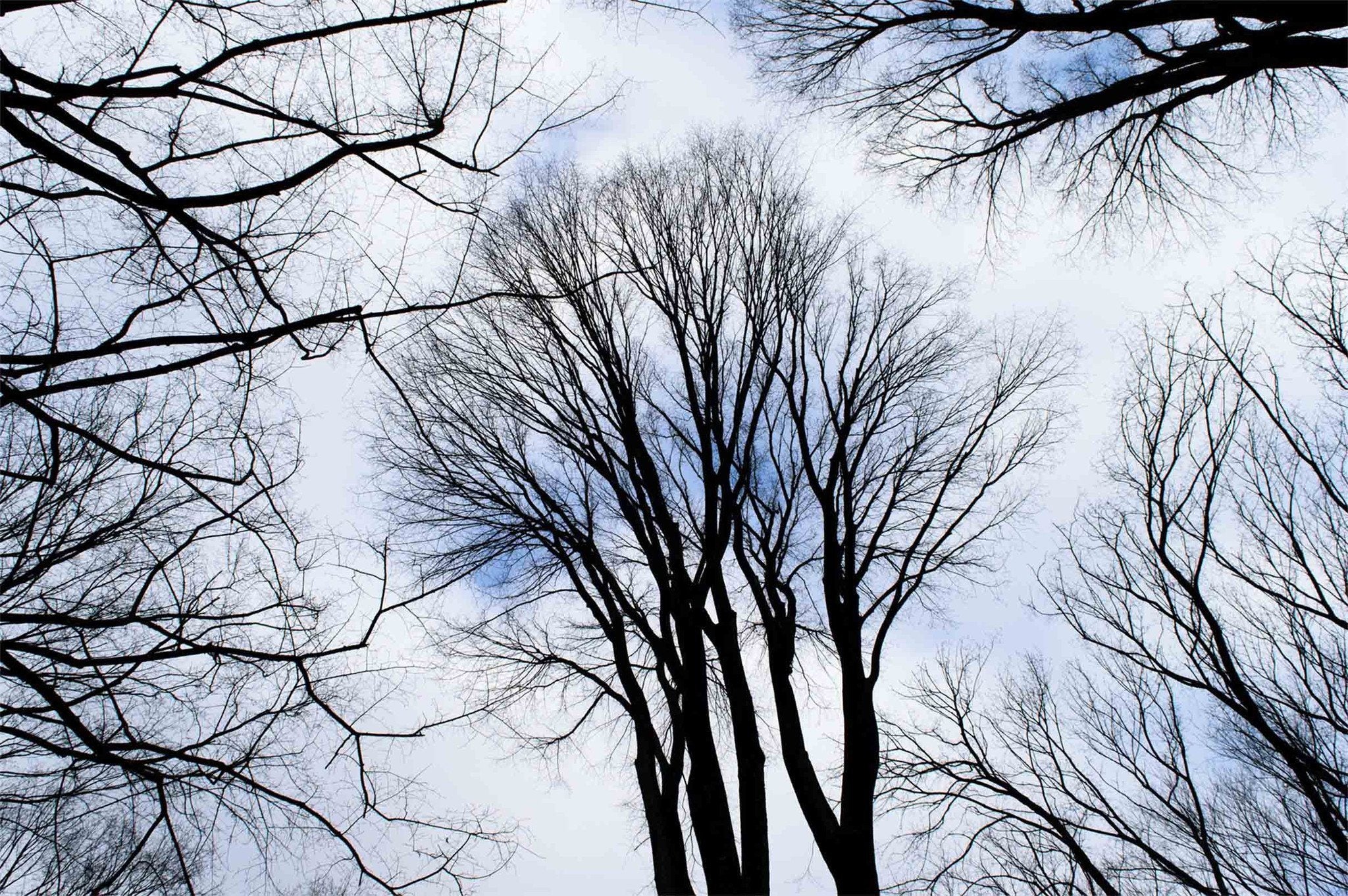 Tall Bare Trees Wallpaper AJ Wallpaper