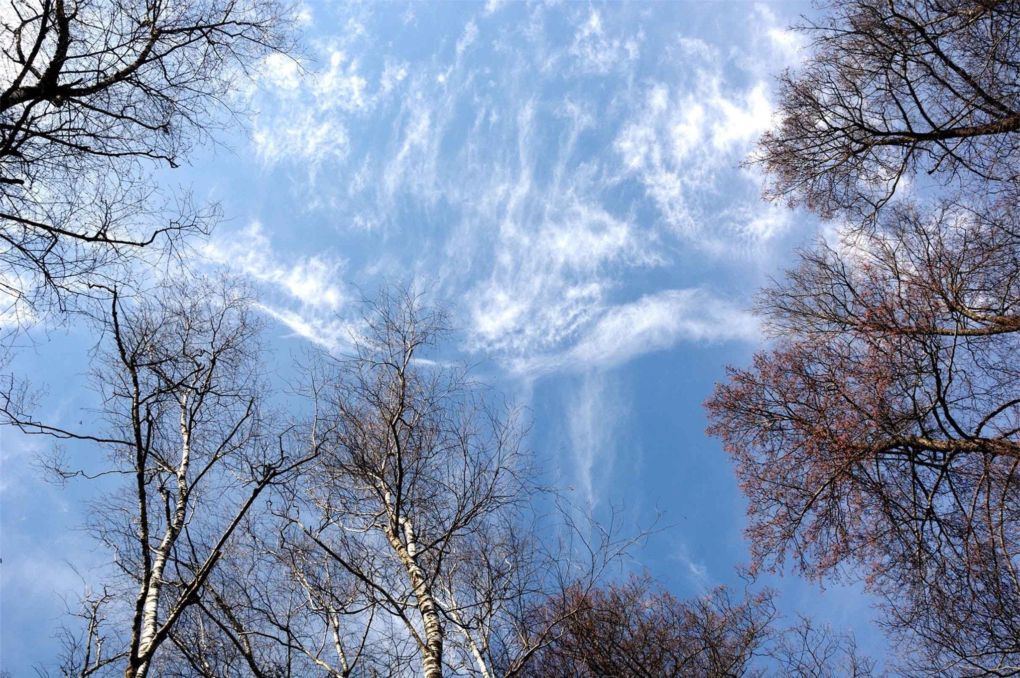 Blue Sky Bare Trees Wallpaper AJ Wallpaper