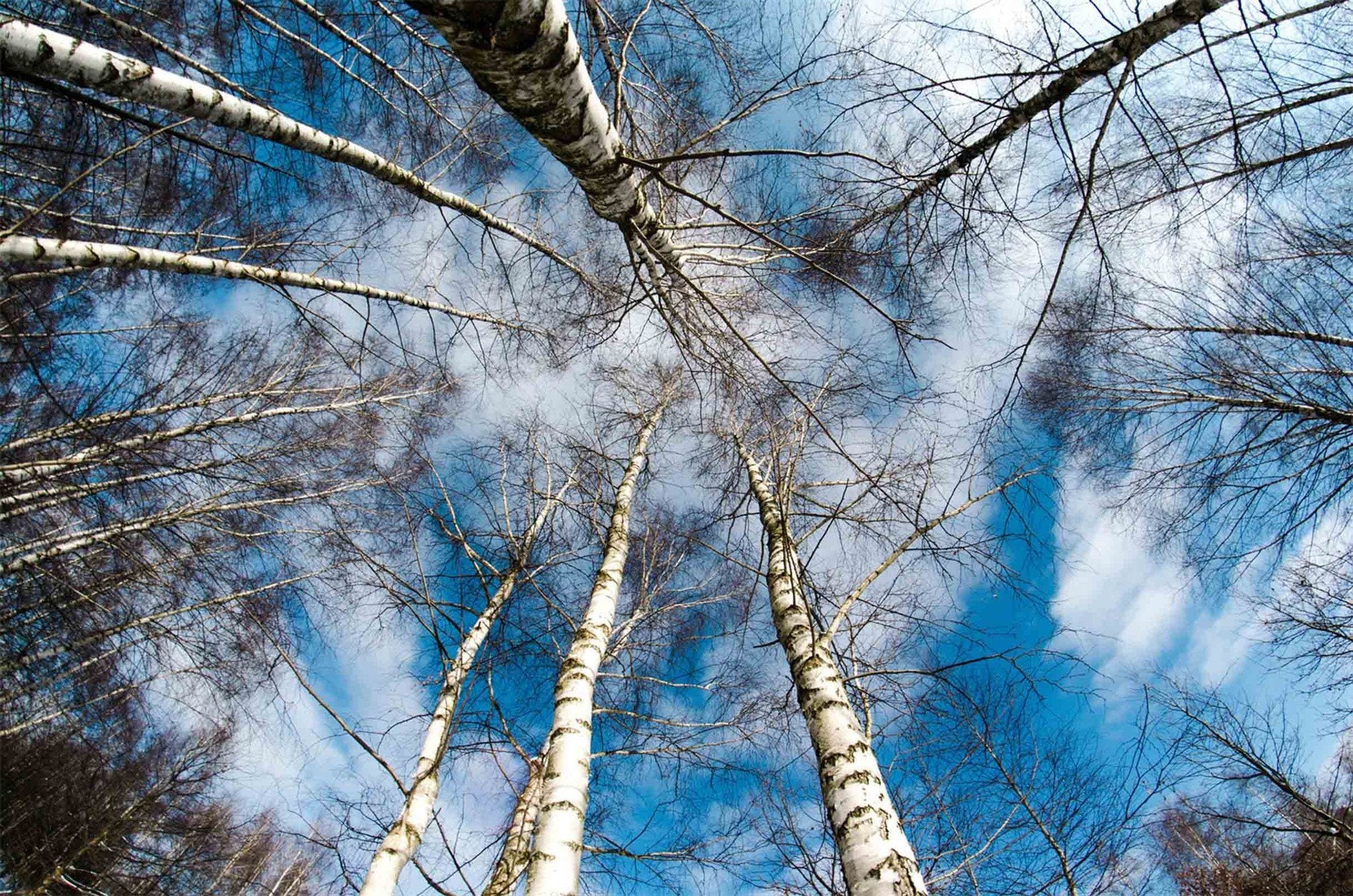 Bare Trees Blue Sky Wallpaper AJ Wallpaper