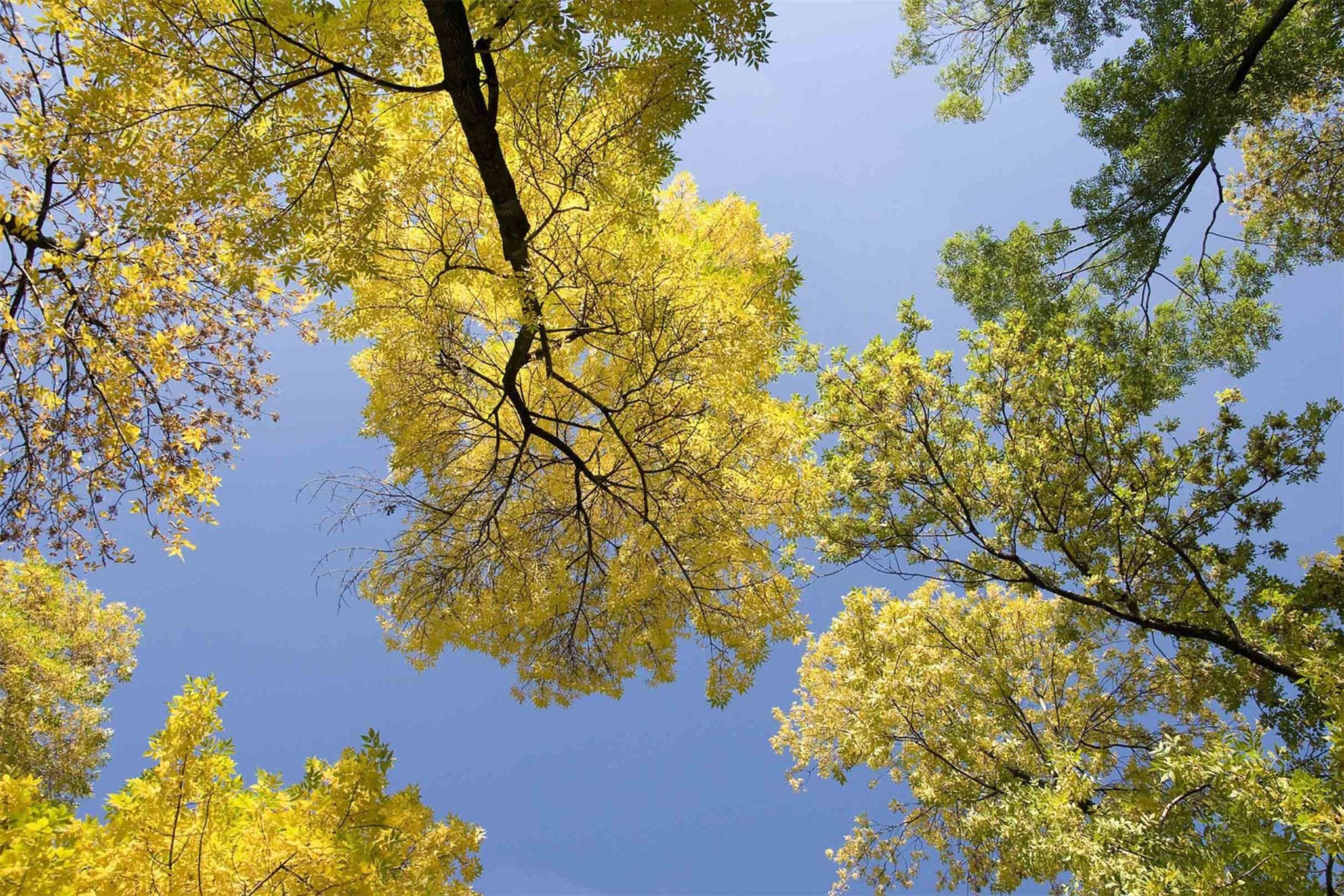 Pretty Tall Trees Wallpaper AJ Wallpaper