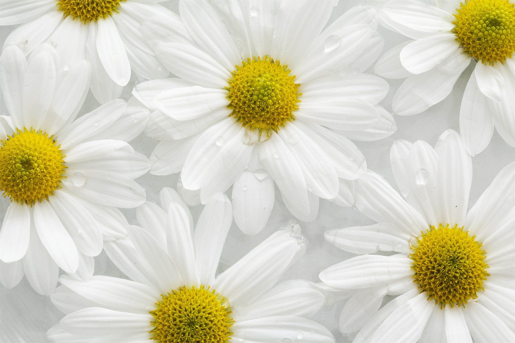 Fresh White Flowers Wallpaper AJ Wallpaper