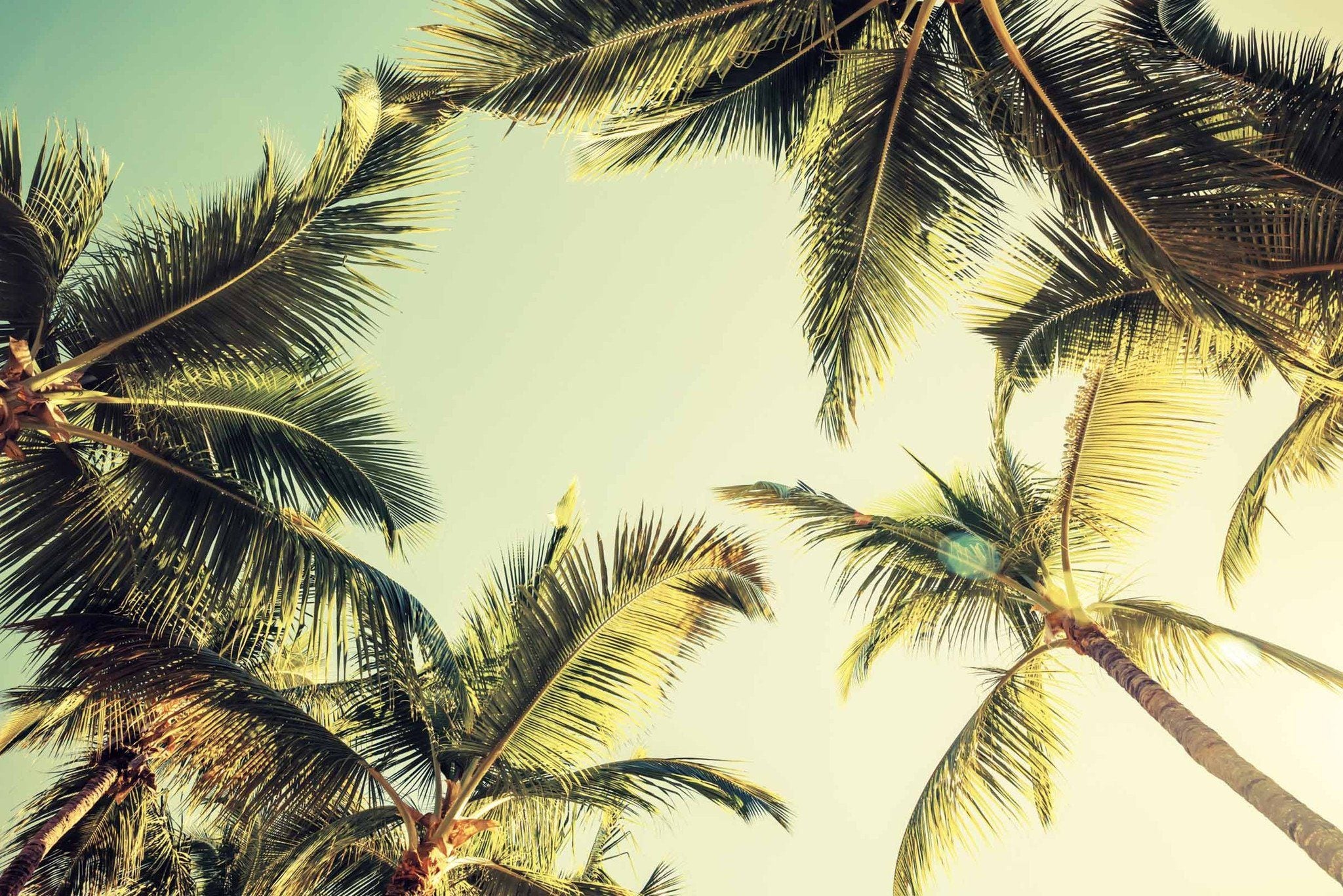 Tall Green Coconut Trees Wallpaper AJ Wallpaper