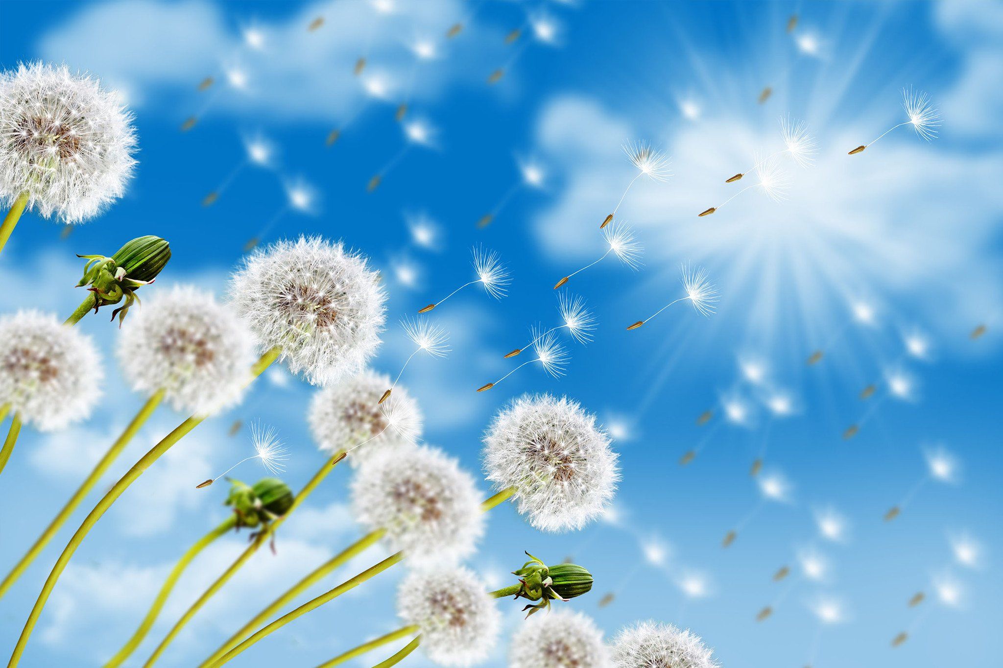 Sunny Sky Dancing Dandelions Wallpaper AJ Wallpaper
