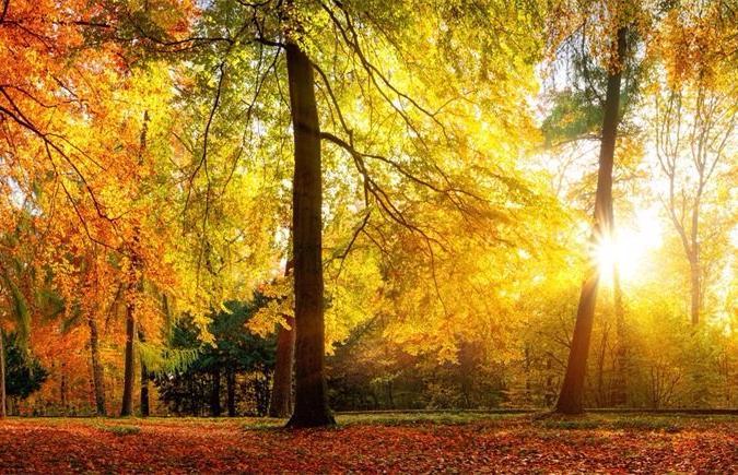 3D Autumn Forest Panorama Wall Mural Wallpaper AJ Wallpaper